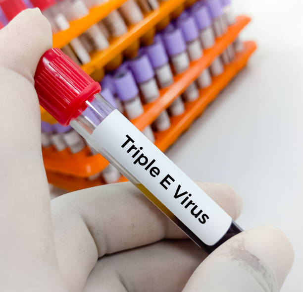 Eee Or 90+ Eee Mosquito Stock Photos, Pictures & Royalty-Free Images - iStock