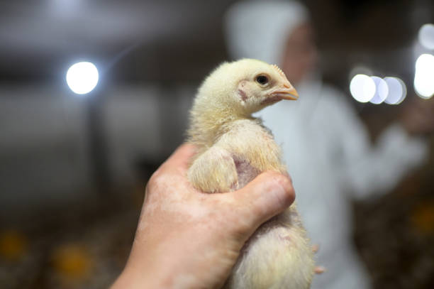 poultry shed