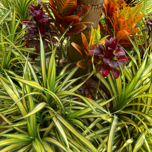 View of plants of a beautiful tropical garden in a suburb.