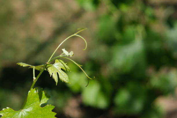 Fresh grape leaves on the vine on a sunny summer day.