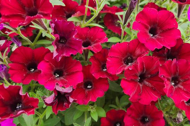 istock Red Petunia in full bloom 2164290789