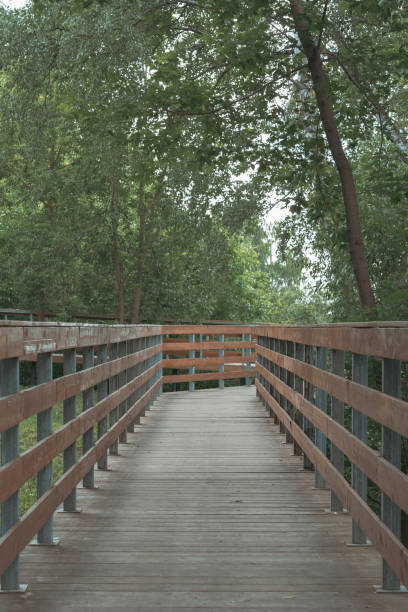 Wooden walkway in a forest, surrounded by trees and greenery.