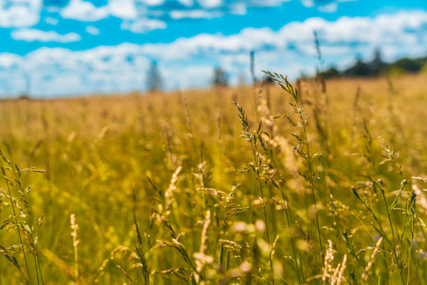 Photo of green field and blue sky in spring springtime
