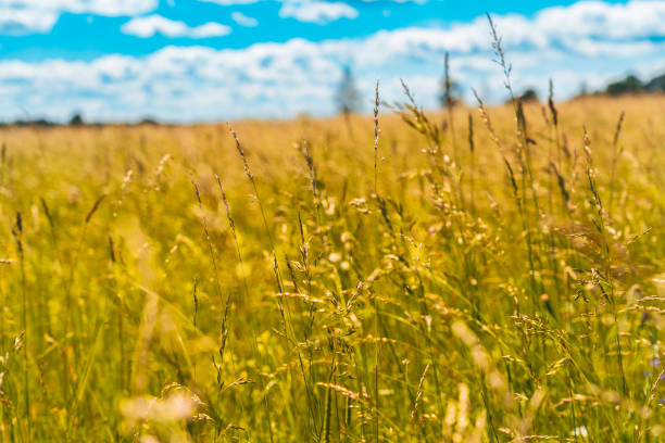A picturesque field of tall grass under a sunny sky with fluffy clouds, capturing the essence of a serene summer day in the countryside.
