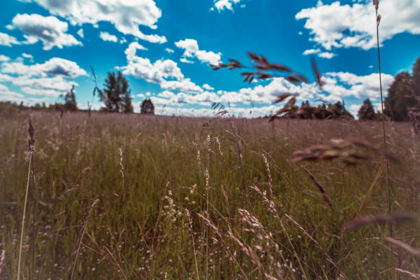 A sunny meadow filled with tall grass under a vibrant blue sky scattered with fluffy white clouds. The scene is serene, essence of a summer day in nature with trees in the distant background.