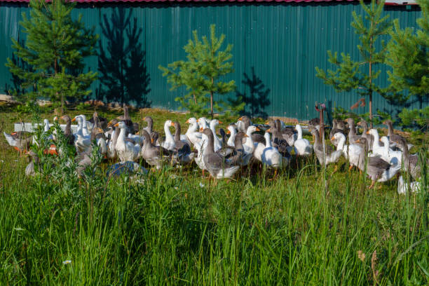 A large group of geese gathered in a grassy area on a sunny day, with a green fence and small trees in the background. The geese are standing and moving around, creating a lively scene.