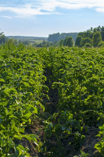 istock Green potato plants in a field 2164292918