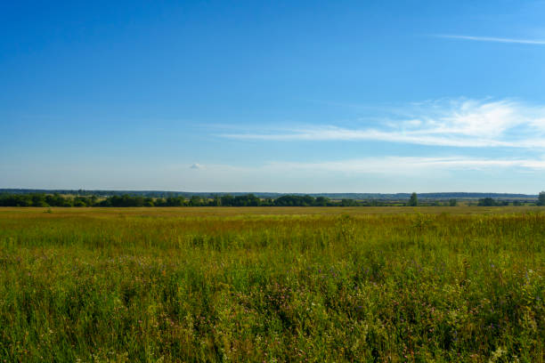A wide-open field covered with green grass under a clear blue sky. The landscape is bathed in sunlight, creating a serene and tranquil rural scene.