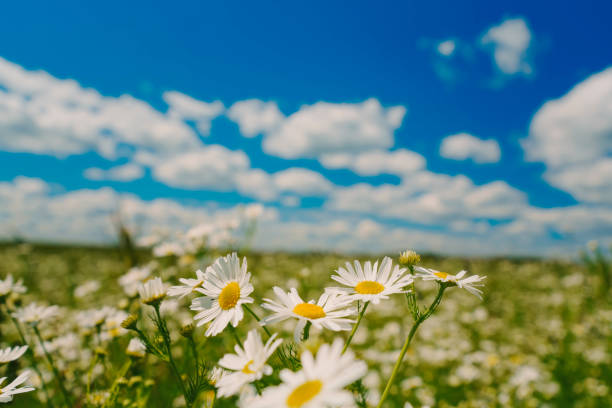 Field with blooming chamomiles and blue sky.