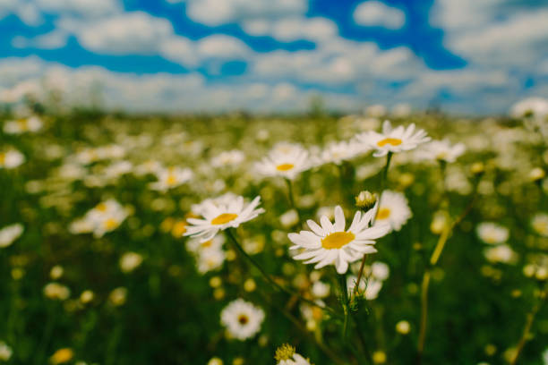 The close-up image shows a field of tall green grass with a few white daisies scattered across it. The sky is blue, with white clouds scattered across it. The grass is bright green, looks healthy and well-groomed. In the background, you can see trees and shrubs, slightly blurred, which creates a natural and calm atmosphere. The overall mood of the image is calm and serene.