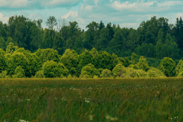 A scenic view of a lush green forest edge with wildflowers blooming in the grassy foreground, under a partly cloudy sky.