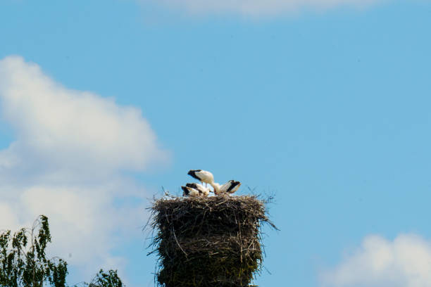 Storks perched in a large nest on top of a pole, with a background of a clear blue sky and a few scattered clouds.