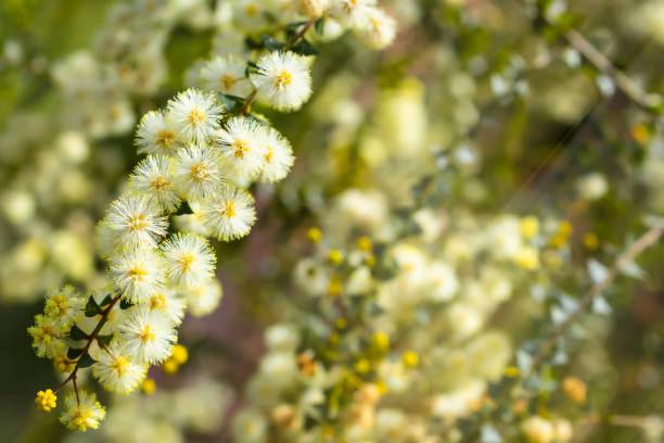 Native Australian Prickly Moses Plant in flower with blurred background.