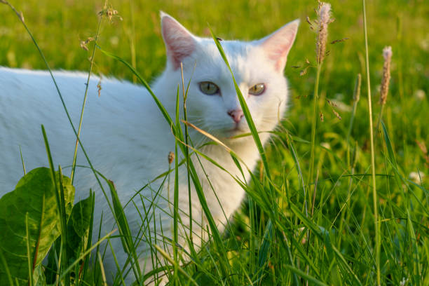 istock White cat in grassy field 2164293191