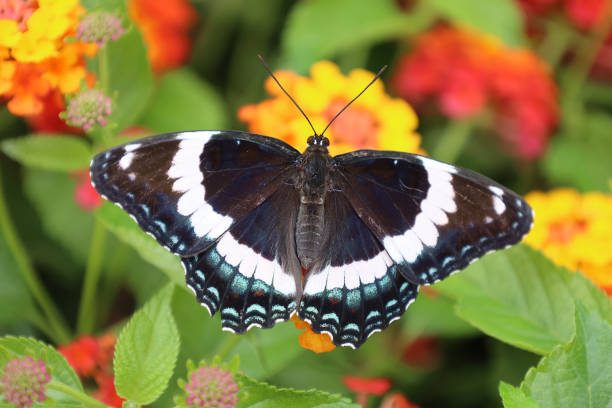 istock White Admiral Butterfly On Lantanas 2164293593