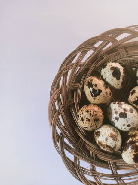 Close-up view of quail eggs on white background