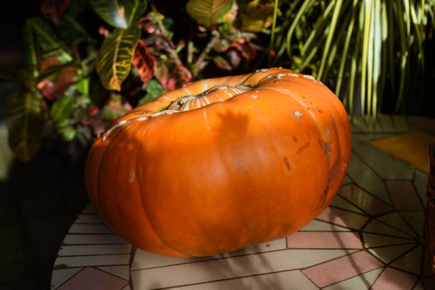 Big pumpkin in the field