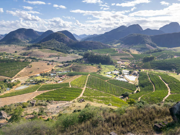 istock Coffee plantation with rocky mountains in background 2164296968