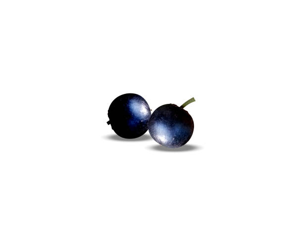 Ziziphus oenopolia fruits on white background