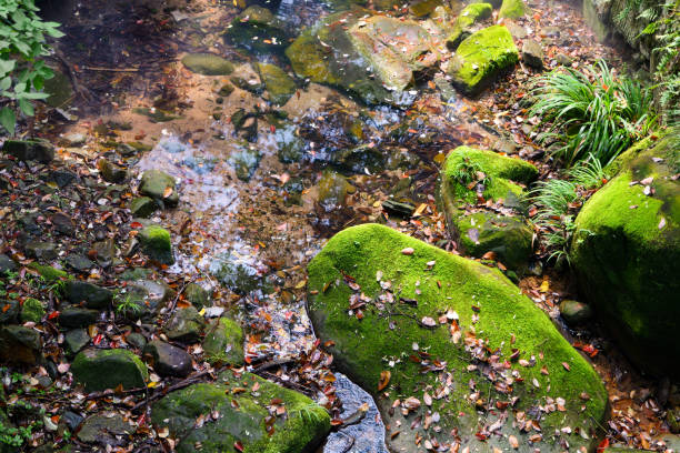 Natural creek flowing through peaceful rock with moss on it in autumn time, decorated with falling leaves.