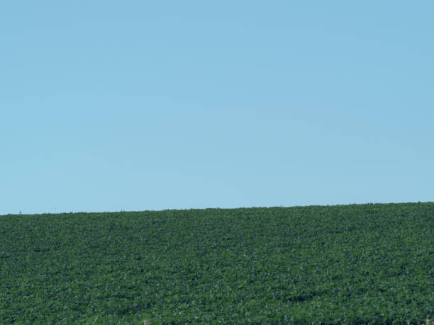 istock Green hills and blue sky 2164298890