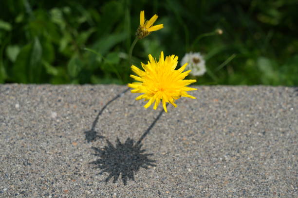 Hokkaido Japan -July 11, 2024: Dandelion flower and its shadow