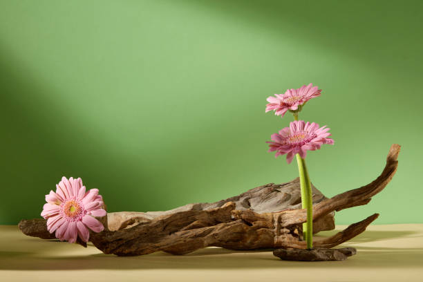 istock FLOWER AND STONE CONCEPT 2164299179