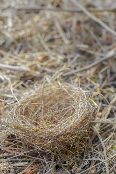 nest of a bird fallen on the ground on grass in the field