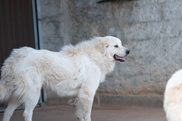 This beautiful, healthy Great Pyrenees farm dog, standing behind the paddock fence, seems to smile for the camera.