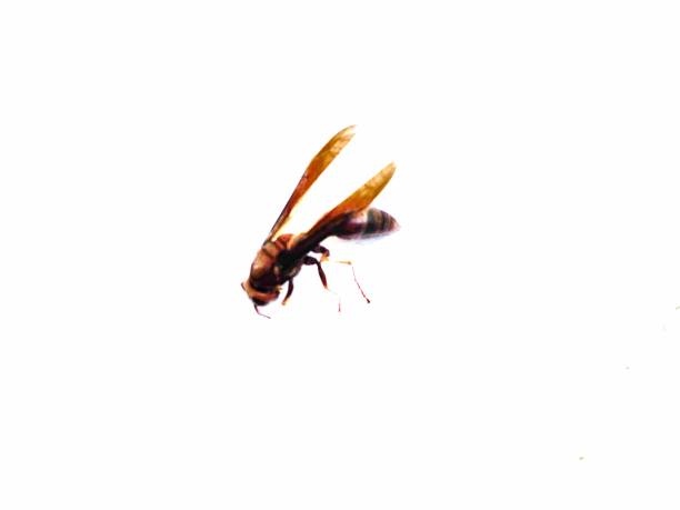 Paper Wasp (Polistes metricus) with Strepsiptera parasites, isolated white blur