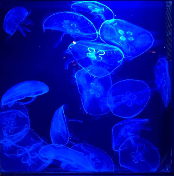 A mesmerizing display of bioluminescent moon jellyfish (Aurelia aurita) in an aquarium, illuminated by deep blue light. This image showcases the elegance and beauty of marine life, capturing the ethereal glow and tranquil nature of these sea creatures.