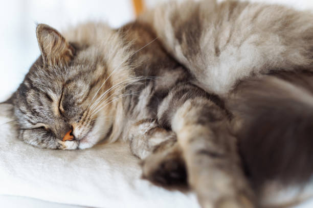 istock portrait sleeping fluffy gray cat 2164303877