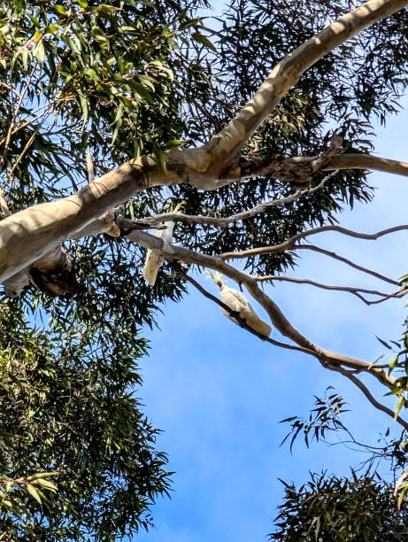 istock Two White Cockatoos Perched on a Spotted Gum Tree in Australia 2164304032