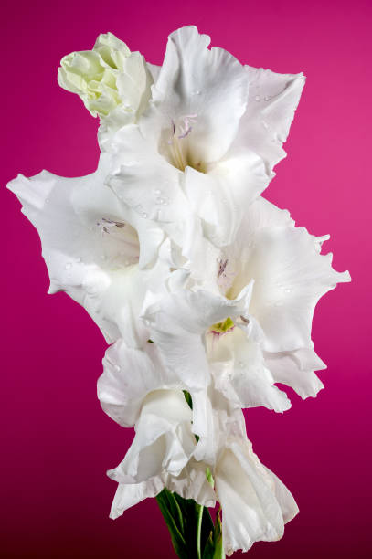 istock Blooming white gladiolus on a pink background 2164304532