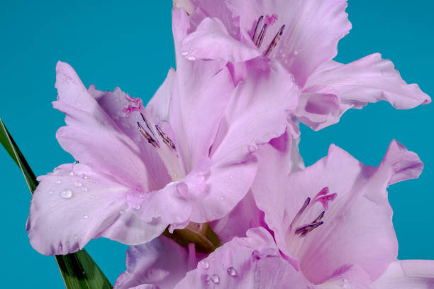 Peach coloured gladiolus in back yard