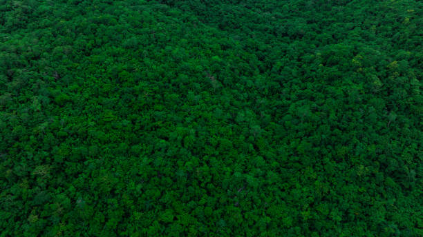 istock Aerial view of mixed forest, deciduous trees, greenery and waterfalls flowing through the forest. The rich natural ecosystem of rainforest concept is all about conservation and natural reforestation. 2164304851