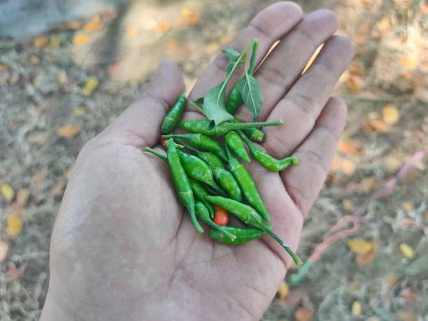 istock hand holding green chili pepper 2164306016