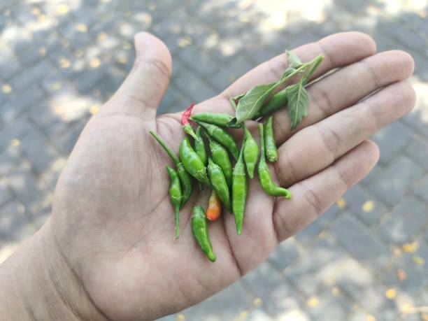 close up hand holding green chili pepper