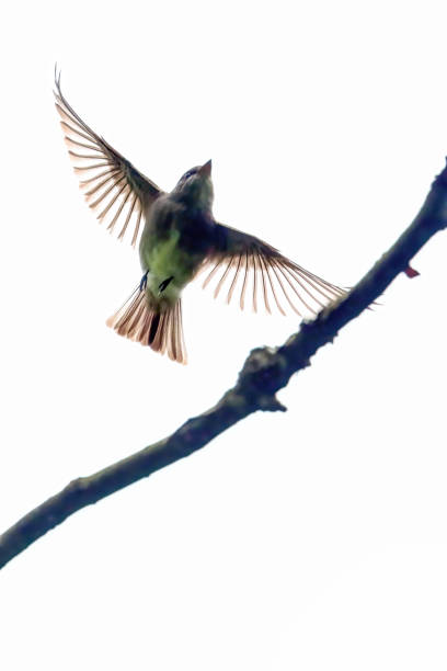 istock Western Wood-Pewee taking off a tree branch 2164306959