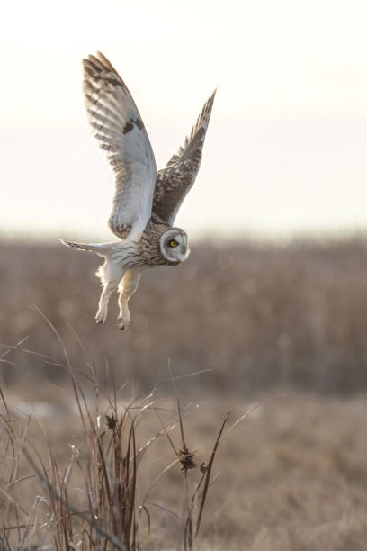 istock short-eared owl in flight, British Columbia, Canada 2164306971