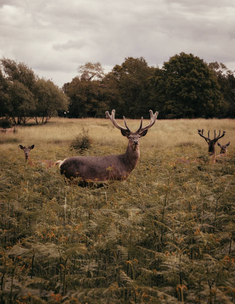 istock Deer at Richmond Park London 2164307051