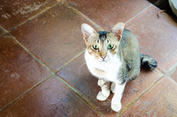 White and grey cat looking at the camera while sitting on floor