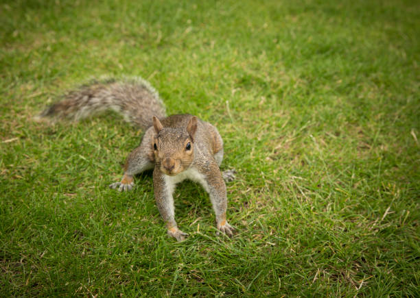 Skittish grey squirrel in Hyde Park London standing on green grass