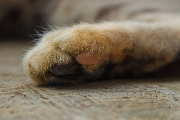 Detailed shot capturing the soft fur and pads of a brown cat's paws against a textured floor background