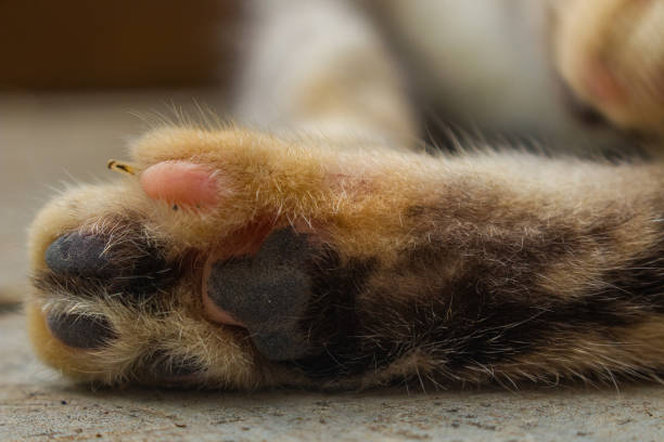istock Close-up of brown cat paws on textured surface 2164309769