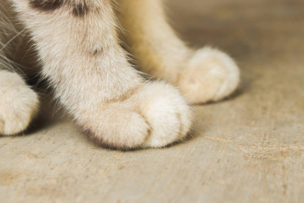 istock Close-up of cat paws on textured surface 2164309782