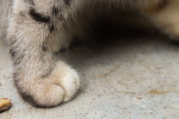 istock Close-up of cat paws on textured surface 2164309793