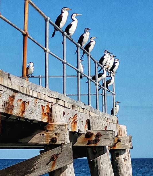 istock Line of cormorants 2164310194