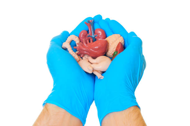 istock Hands Holding Anatomical Organ Models Isolated on White 2164310554