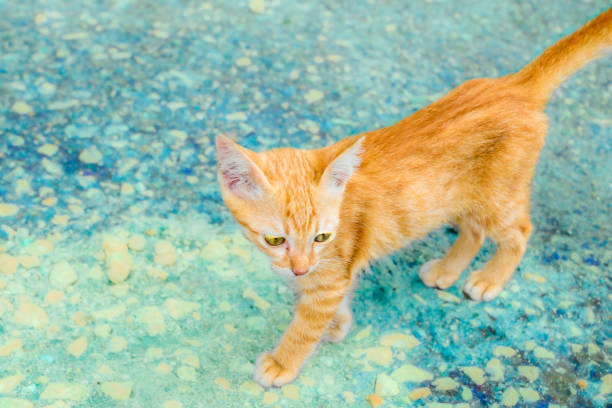 A brown Thai kitten is walking on the floor. Thai kitten staring at something. A Siamese cat is looking at something and walking on the concrete floor.